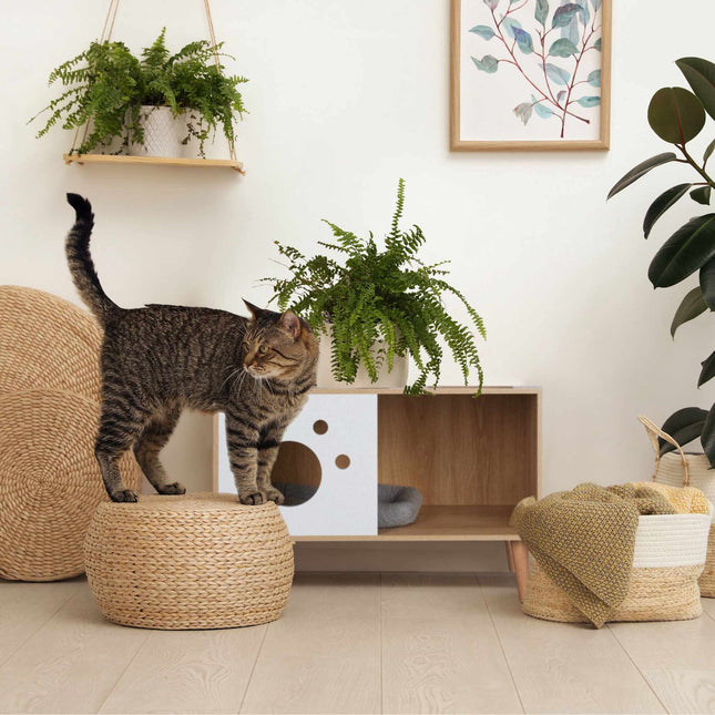 TASSORA - Katteskap med inngang