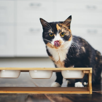 TASSORA - Feeding station for cats with 3 bowls